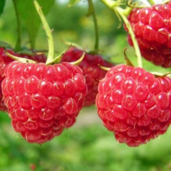 Raspberry R-34 (nepřístupné)