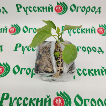 Стандарт поставки 2 Сирень обыкновенная Антуан де СентЭкзюпери