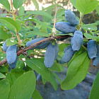 Жимолость Волхова (горшок 1л)