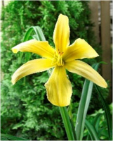 Hemerocallis It's Soul Time - купить с доставкой