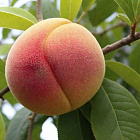 Персик Мичуринский