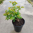 Роза Фести Лайф (горшок 4л)