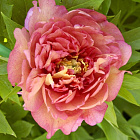 Пион ИТО Олд Роуз Денди