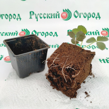 Стандарт поставки 5 Земляника Гигантелла 2011®