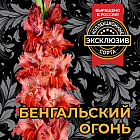 Гладиолус Бенгальский огонь