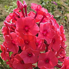 Флокс метельчатый Надя