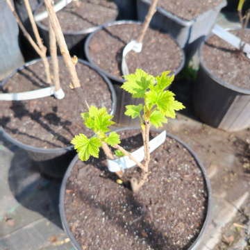 Стандарт поставки 3 Смородина белая Баяна (горшок 5л)