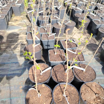 Стандарт поставки 5 Смородина белая Баяна (горшок 5л)