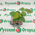 Ежевика Блэк Бьют