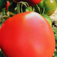 Томат О-ля-ля - купить с доставкой