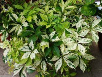 Hvězdné přeháňky Parthenocissus