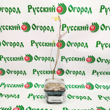 Стандарт поставки 4 Ива Ползучая Нитида