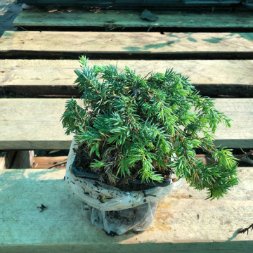 Стандарт поставки 1 Можжевельник обыкновенный Кориелаган