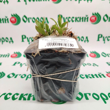 Стандарт поставки 3 Медуница Маджести