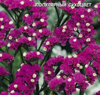 Статице Роза  - купить с доставкой