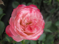 Роза штамбовая Тини Вини Роуз - купить с доставкой