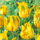 Тюльпан Ля Куртин 