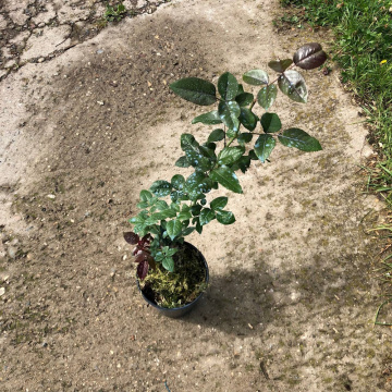 Стандарт поставки 14 Роза Голден Вувузела (горшок 4л)