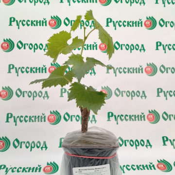 Стандарт поставки 4 Виноград Кишмиш Брависсимо