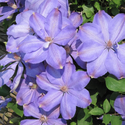 Clematis paní Cholmondeleyová