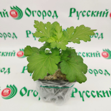 Стандарт поставки 6 Хризантема Оранжевое солнце