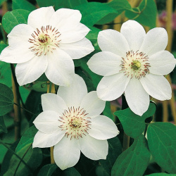 Clematis slečna Batemanová