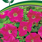 Розово-белый