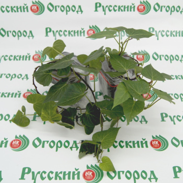 Стандарт поставки 1 Батат Винницкий розовый