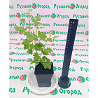 Крыжовник Командор (горшок р9)