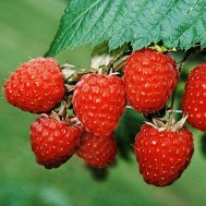 c791389a3b0d9363bbefa37048dfc9f9 Малина без шипов как называется