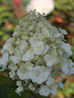 Hydrangea paniculata lední medvěd