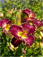 Hemerocallis Inner Space - купить с доставкой