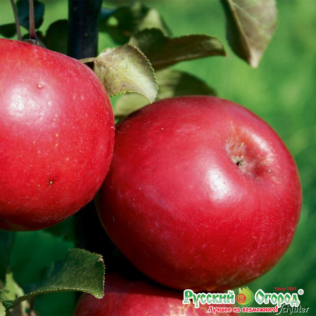 Ред Пэшн Яблоня Описание Фото