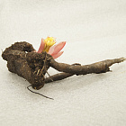 Пион межвидовой Лемон Шиффон