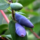 Жимолость Голубой Банан