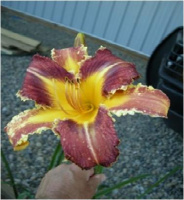 Hemerocallis Dangerous Expectations - купить с доставкой