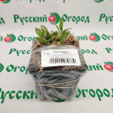 Стандарт поставки 2 Медуница Маджести