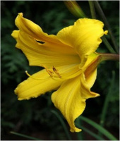 Hemerocallis Dancing Elf - купить с доставкой