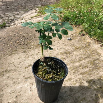 Стандарт поставки 12 Роза Ред Эмпайр (горшок 2л)