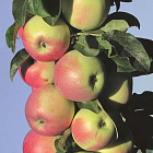 Яблоня колоновидная Каскад (горшок 2л)