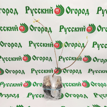 Стандарт поставки 1 Ива Ползучая Нитида