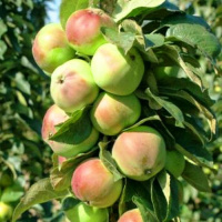 Яблоня колоновидная Приокское ( горшок 5л) - купить с доставкой