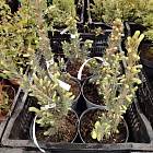 Ель колючая Мисти Блу (горшок 2л)