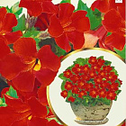 Ярко-красный