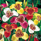 Тигридия смесь