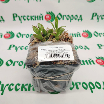 Стандарт поставки 2 Медуница Маджести