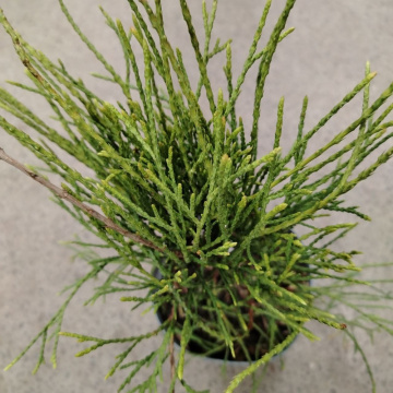 Стандарт поставки 5 Туя западная Филиформис (горшок 2л)