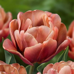 Tulipán La Belle Ipoque