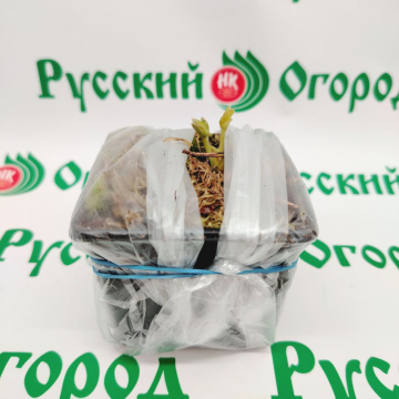 Стандарт поставки 6 Земляника Альбион