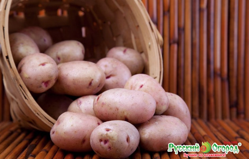 каждым сорт картофеля хозяюшка фото и описание отзывы сливочное масло, даём